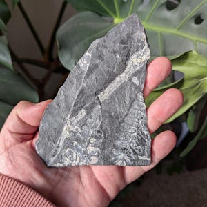 Fern Fossil in Black Shale, St. Clair, PA, USA, Llewellyn Formation, Pennsylvanian Epoch, Carboniferous Period, 5.5x3.6x0.25 inches