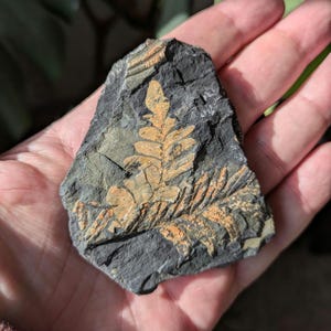 Fern Fossil in Black Shale, St. Clair, PA, USA, Llewellyn Formation, Pennsylvanian Epoch, Carboniferous Period, 3x2.3x0.4 inches