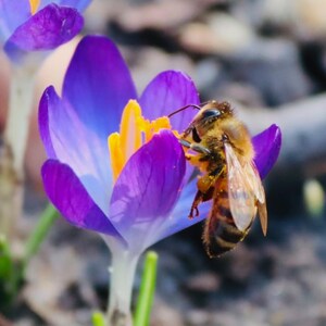 Könnte beinhalten: Nahaufnahme einer lila Krokusblume mit gelbem Zentrum, die von einer Honigbiene besucht wird. Die Biene ist braun und gelb und sammelt Pollen. Die Blütenblätter sind ein leuchtendes Lila.