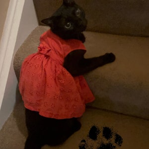 Cat In A Dress Collectible 4x6in TikTok Viral Picture