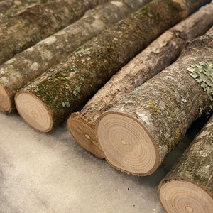 5 Natural Wood Logs. Wooden Logs. Logs. Craft Supplies. Wood Log