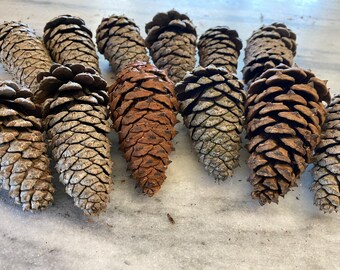 All Natural Pine Cones - 3-5 inches Medium Size Untreated - Organic Home and Cabin Decor - Eco Friendly Party Decor - Pine Cone Decorations