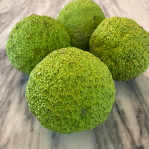 All Natural HORSE APPLES - Osage Oranges - Hedge Apples - Organic Home and Cabin Decor - Eco Friendly Farmhouse Decor - Woodland Decorations