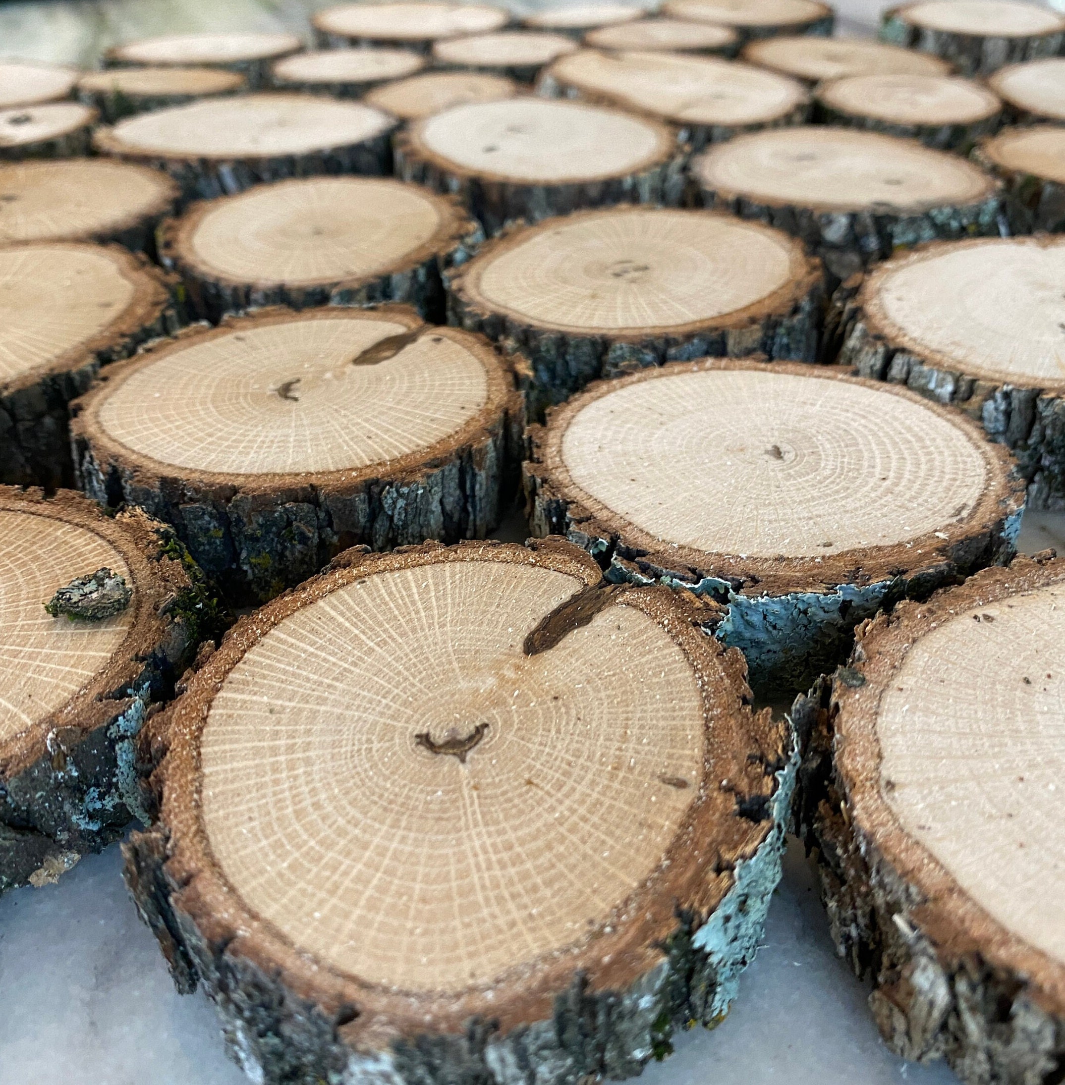 ORGANIC Oak Wood Slices Live Edge Wood Rounds Wood Disc Assorted Sizes