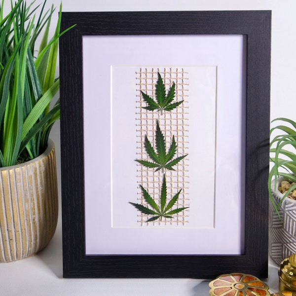 Framed REAL Preserved Pressed Cannabis Hemp Leaf Art