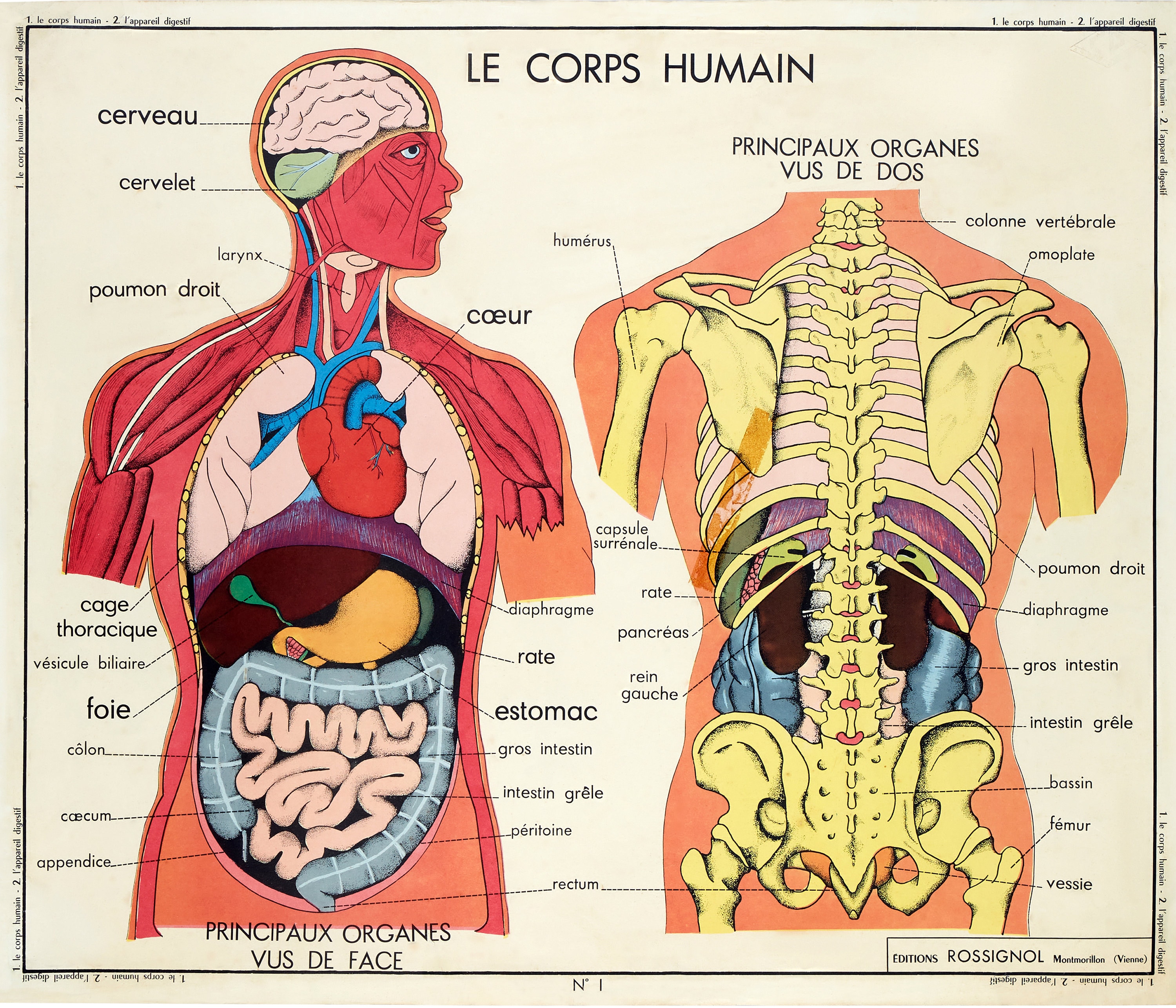 Affiche Vintage Scolaire Anatomie Le Corps Humain Poster Etsy France