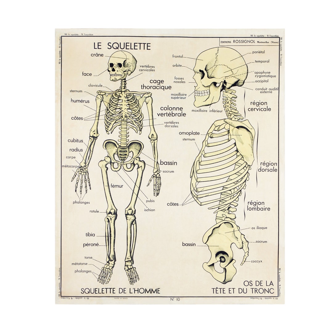 Vintage School Anatomy Poster - Human Skeleton - A3+ Wall Decoration ...