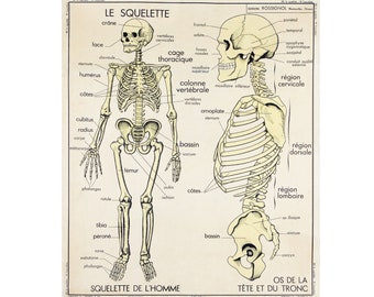 Affiche Vintage Scolaire  Anatomie - Squelette Humain - Poster Décoration Murale A3+ (32 x 45 cm).