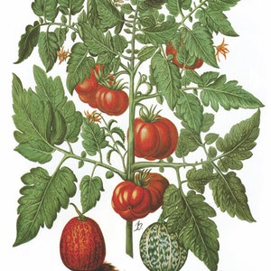 Vintage Obst & GemüseTomaten und Melone Poster - A3+ Wanddekoration Poster (32 x 45 cm), um Ihrer Küche eine dekorative Note zu verleihen.
