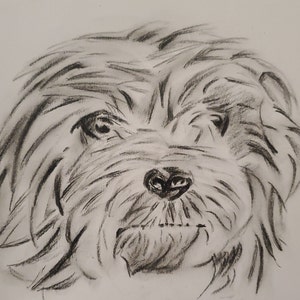 May include: A black and white charcoal drawing of a dog's face. The dog has a fluffy, shaggy coat and a serious expression.