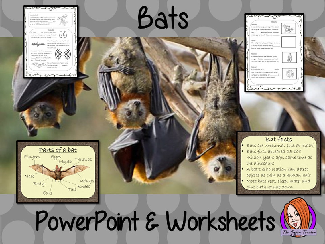 BATS LESSON Powerpoint and Worksheets Classroom Teaching Resources ...