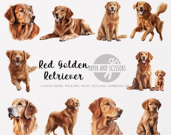 Red Golden Retriever Clipart, Red Golden Retriever PNG, Golden Retriever illustration, Dog Clipart, Dog PNG, Dog lovers, Dog Wall Art