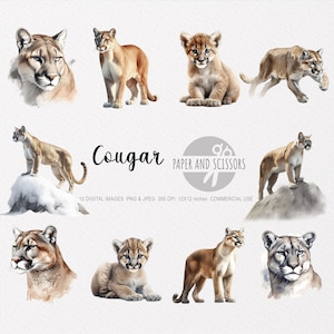 Cougar Clipart, Cougar PNG, Illustration de Cougar, Animaux sauvages, Licence commerciale, Art mural imprimable, Art mural de chats sauvages, Animaux de la montagne