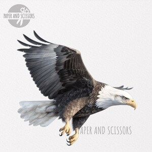 Bald Eagle Clipart, Bald Eagle PNG, Bald Eagle illustration, Animal Clipart, Transparent background, Instant download, Digital art, Wall Art image 4