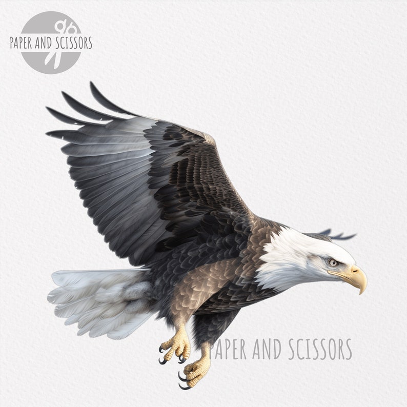 Bald Eagle Clipart, Bald Eagle PNG, Bald Eagle illustration, Animal Clipart, Transparent background, Instant download, Digital art, Wall Art image 4