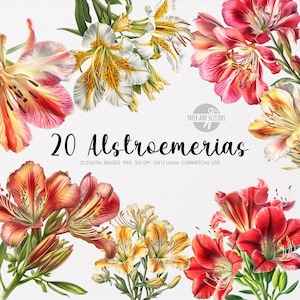 20 cliparts d'alstroemeria, roses PNG, illustration d'alstroemeria, aquarelle de fleurs, floral PNG, clipart fleurs, fleurs PNG, fleur rose
