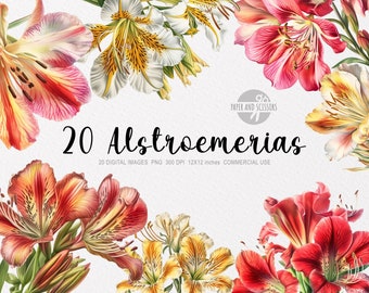 May include: 20 digital images of Alstroemeria flowers in various colors, including red, pink, white, and yellow. The flowers are arranged in a circular pattern around the text "20 Alstroemerias".
