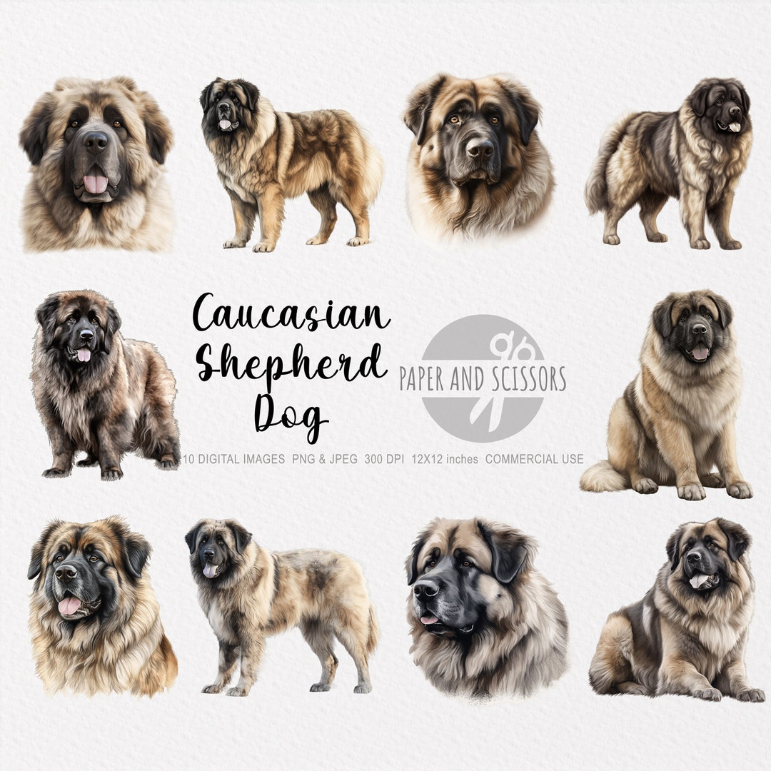 コーカサス シェパード ドッグ クリップアート、シェパード ドッグ PNG