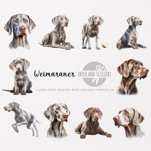 Braque de Weimar Clipart, Braque de Weimar PNG, illustration Braque de Weimar, chien Clipart, chien PNG, chien aquarelle, chien Wall Art, amoureux des chiens, chien de chasse