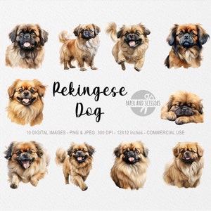 Pekingese Dog Clipart, Pekingese PNG, Pekingese illustration, Dog Clipart, Transparent background, Instant Download, Watercolor Dog
