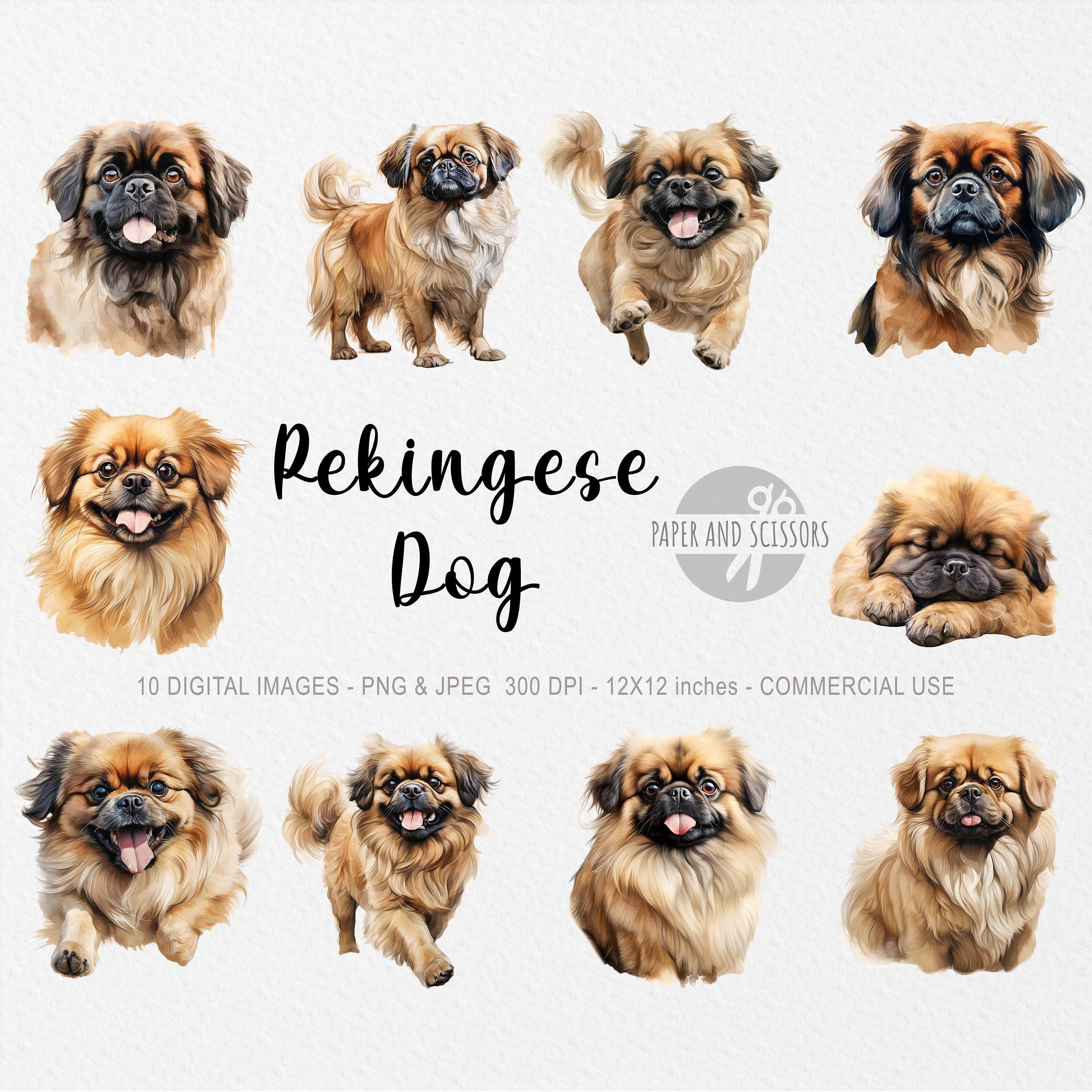 Pekingese Dog Clipart, Pekingese PNG, Pekingese Illustration, Dog