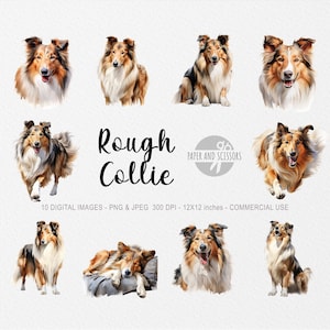 Rough Collie Clipart, Rough Collie PNG, Rough Collie illustration, Dog Clipart, Transparent background, Instant Download, Watercolor Dog
