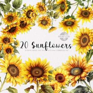 20 Girassóis ClipArt, Girassóis PNG, Ilustração de girassol, Flores em aquarela, PNG floral, ClipArt de flores, PNG de flores, Flores amarelas