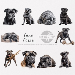 Cane Corso Clipart, Cane Corso PNG, Cane Corso illustration, Dog Clipart, Dog PNG, Dog Watercolor, Dog Wall Art, Dog lover, Dog illustration