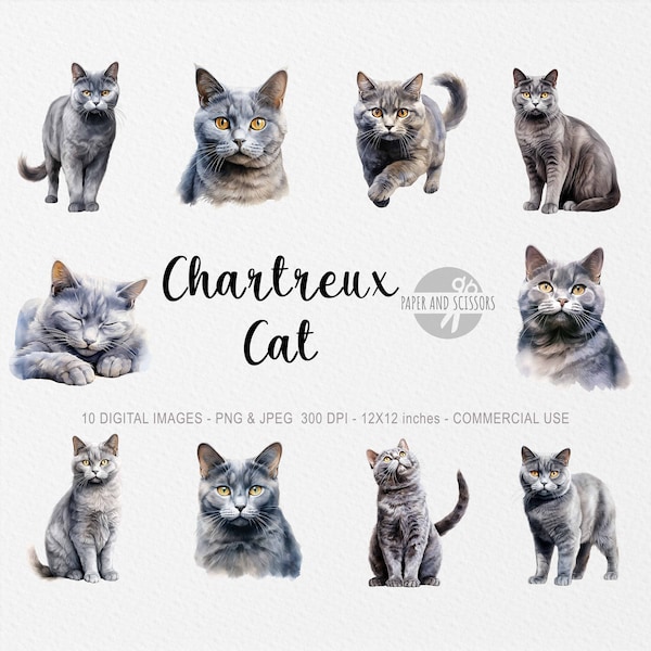 Chartreux Cat ClipArt, Chartreux Cat PNG, Cat illustration, Cat Cutout, Kitten ClipArt, Watercolor Cat, Kitten illustration, Shorthair Cat