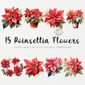15 Poinsettia ClipArt, Poinsettia PNG, Ilustração de Poinsettia em Aquarela, Pacote de Natal, Clipart de Inverno, ClipArt de Férias, Flor Vermelha PNG