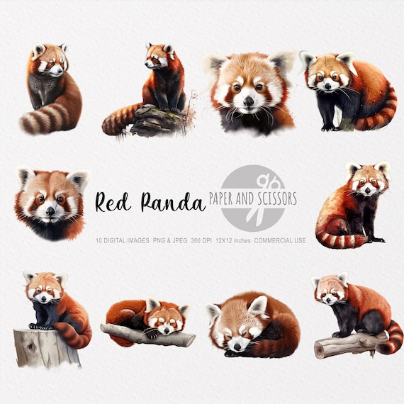 Red Panda Clipart, Red Panda PNG, Red Panda illustration, Red Panda JPEG, Transparent background, Instant download, Panda Wall Art, 12x12