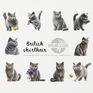 British Shorthair chat Clipart, chat PNG, illustration de chat, chat Clipart, fond Transparent, téléchargement immédiat, art numérique, Art mural 12 x 12