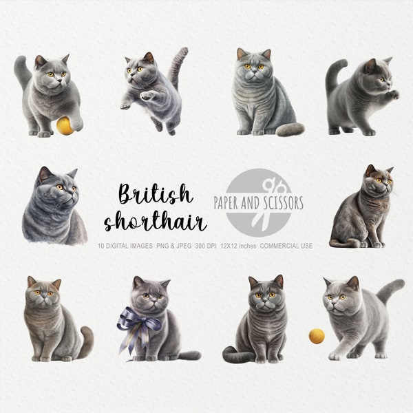British Shorthair Cat Clipart, Cat PNG, Cat illustration, Cat Clipart, Transparent background, Instant download, Digital art, Wall Art 12x12