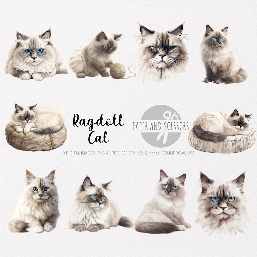 Fat Ragdoll Clip Ragdoll Cat Clipart, Ragdoll Cat PNG, Ragdoll Cat Illustration ...