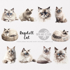 Ragdoll Cat Clipart, Ragdoll Cat PNG, Ragdoll Cat  illustration, Transparent background, Instant download, Digital art, Cat Wall Art, 12x12