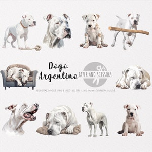 Dogo Argentino Clipart, Dogo Argentino PNG, Dogo Argentino ilustración, Dog Clipart, Dog PNG, Dog Watercolor, Dog Wall Art, Dog lover