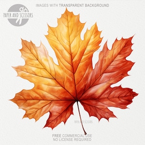 May include: A single, vibrant orange and red maple leaf with intricate veins. The leaf is isolated on a white background.