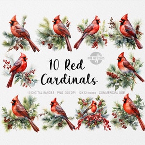 10 Weihnachten Roter Kardinal ClipArt, Roter Kardinal PNG, Roter Kardinal Illustration, Aquarell Roter Kardinal Vogel, Roter Kardinal, Weihnachtsvogel