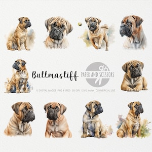 Bullmastiff Clipart, Bullmastiff PNG, Dog illustration, Dog Clipart, Transparent background, Instant download, Digital art, Wall Art 12x12