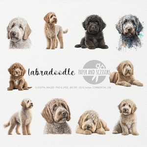 Labradoodle Clipart, Labradoodle PNG, Dogillustration, Dog Clipart, Fondo transparente, Descarga instantánea, Arte digital, Arte de pared 12x12