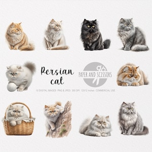 Clipart de gato persa, PNG de gato, ilustração de gato persa, clipart de gato, fundo transparente, download instantâneo, arte digital, arte de parede 12x12