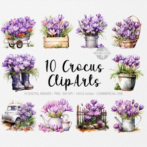 10 Crocus ClipArts, Crocus PNG, Crocus illustration, Watercolor Flowers, Floral PNG, Flowers ClipArt, Flowers PNG, Spring Clipart, Crocus