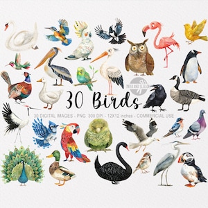 30 Vogel ClipArts, Ornithologie Aquarell PNG, Babypartywandkunst, Kinderzimmerdekor, niedliche Vögelchen, Aufkleber, Eule, Lager, Spatz, Ente, Wellensittich