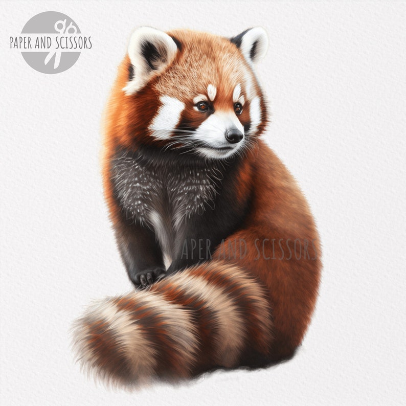May include: A red panda with a long, bushy tail sits on a white background. The red panda has a reddish-brown coat with black markings on its face and legs. The red panda is looking to the right of the image.
