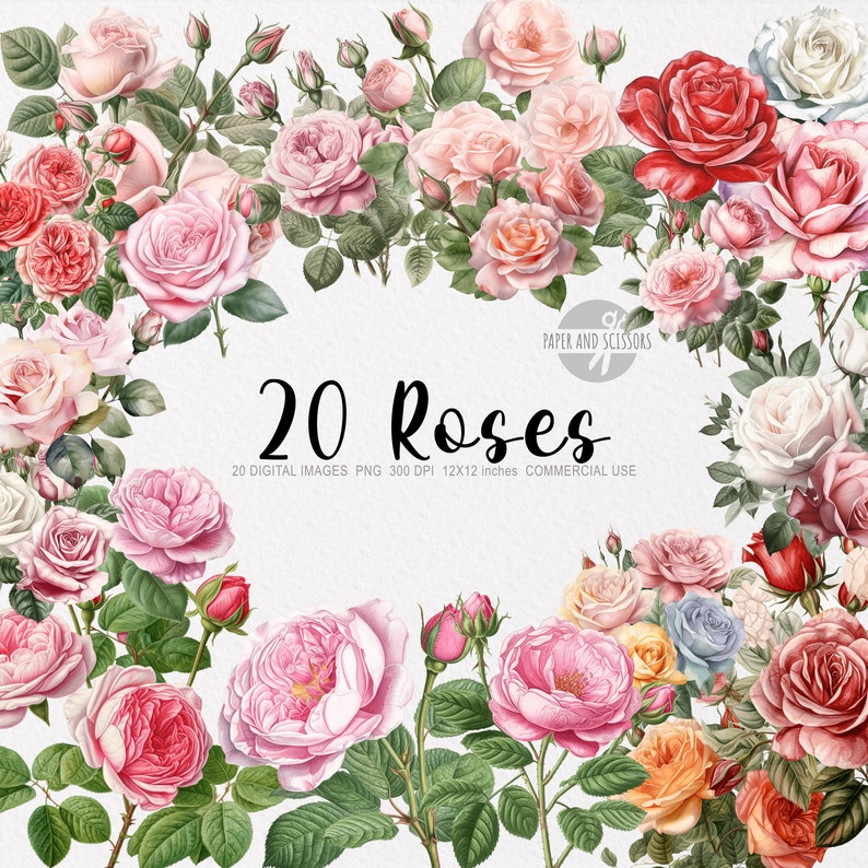 Twenty Roses 20 Roses Clipart Roses PNG Roses Illustration Watercolor - Etsy