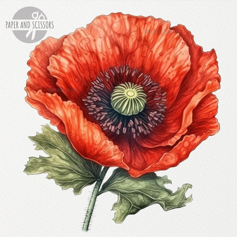 May include: A red poppy flower with a dark purple center and green leaves. The flower is in full bloom and has a delicate, watercolor-like appearance.