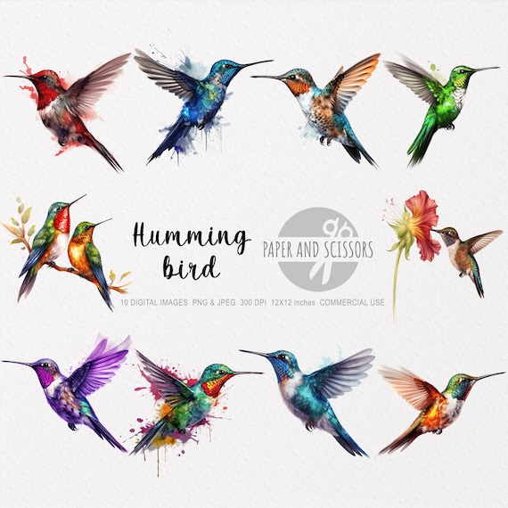 HummingBird Clipart, HummingBird PNG, HummingBird illustration, Bird Clipart, Bird PNG, Bird Wall Art, Transparent background, Commercial