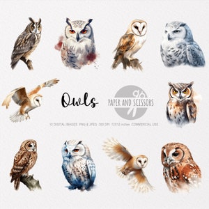 Hibou Clipart, Hibou PNG, Illustration de hibou, Hibou aquarelle, Oiseau aquarelle, Clipart oiseau, Oiseau PNG, Fond transparent, Art mural oiseau