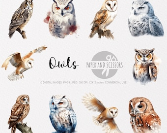 Owl Clipart, Owl PNG, Owl illustration, Watercolor Owl, Watercolor Bird, Bird Clipart, Bird PNG, Transparent background, Bird Wall Art