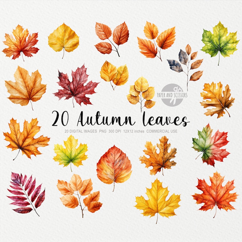 May include: Twenty watercolor illustrations of autumn leaves in various shades of red, orange, yellow, and green. The leaves are isolated on a white background.  20 DIGITAL IMAGES PNG 300 DPI 12X12 inches COMMERCIAL USE